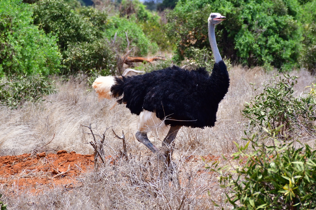 Tsavo East National Park